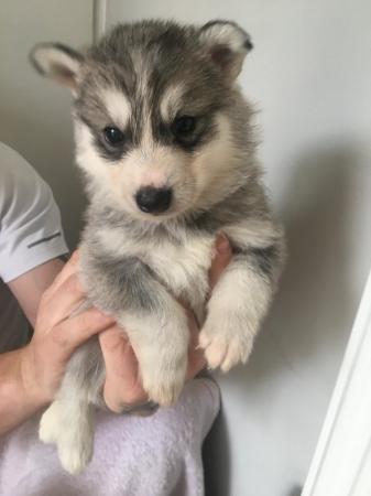 Image 15 of Gorgeous Siberian husky puppies for sale!