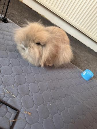 Image 3 of For Sale Fluffy Lionhead Rabbit