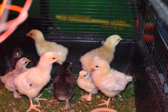 Image 1 of Week old Light Sussex chicks