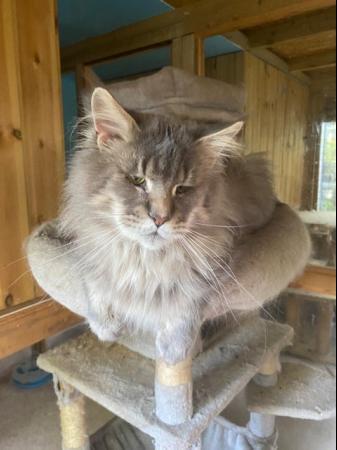 Image 1 of Stunning silver blue smoke Maine Coon Stud GCCF