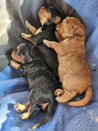 Image 10 of Cavalier King Charles Puppies for sale