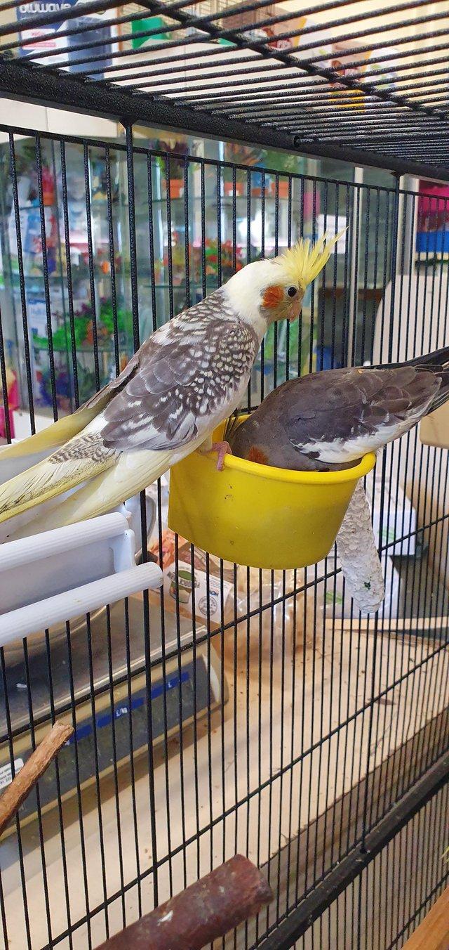 Preview of the first image of Baby Cockatiels Available for sale.
