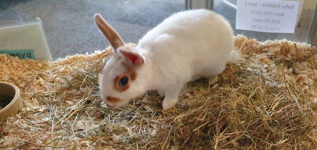 Image 1 of Male Rabbit Available for sale