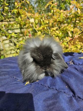 Image 4 of Beautiful mini lion lop boy looking for a new home
