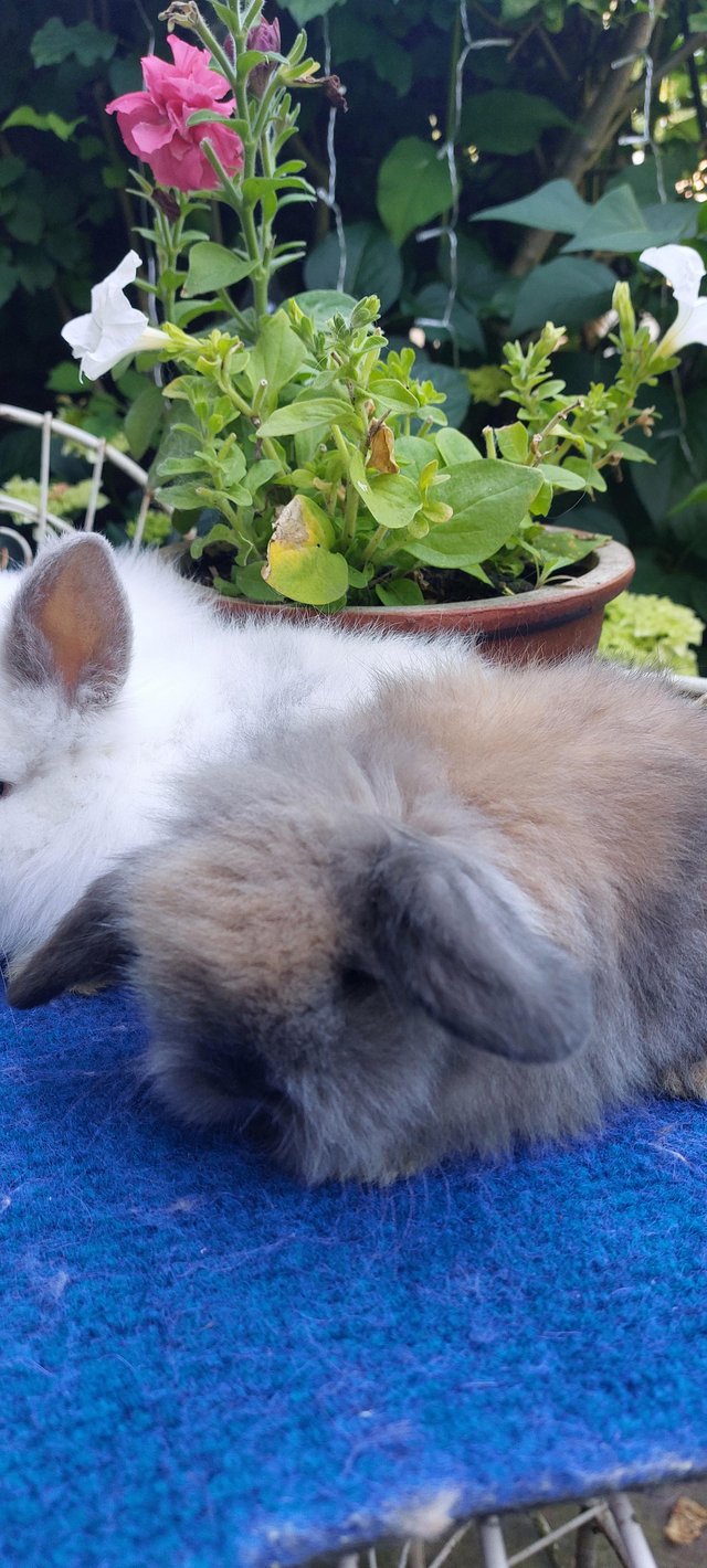 Preview of the first image of ANGORA X DOUBLELION LOP BABIES.