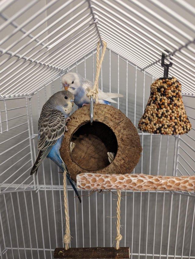Preview of the first image of 2 Blue and white budgies.