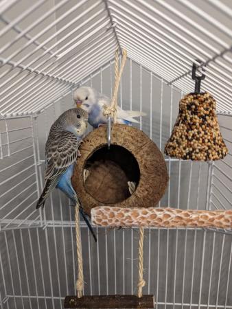 Image 1 of 2 Blue and white budgies