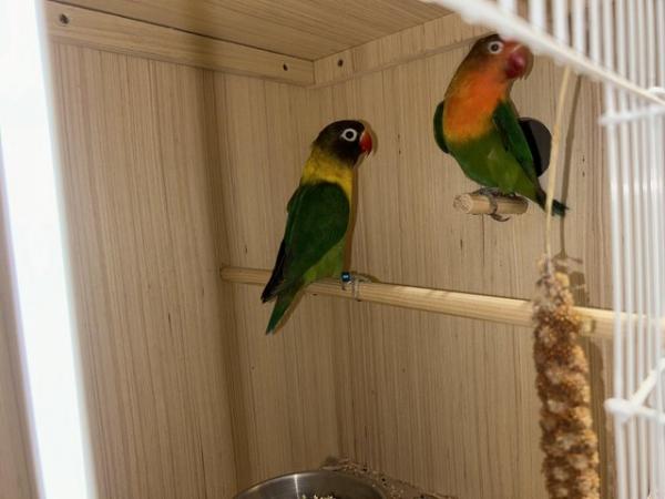Image 3 of Breeding pair of lovebirds