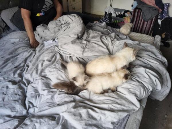 Image 6 of Ragdoll kittens 3 boys microchipped £300 ready forever homes