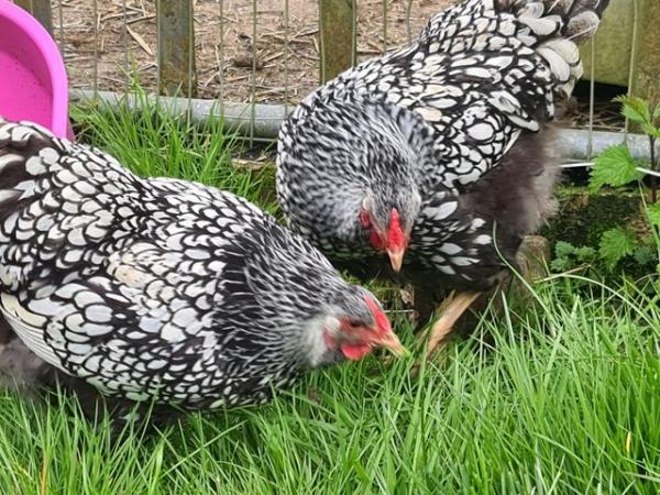 Image 2 of Silver laced Wyandotte hatching eggs x6