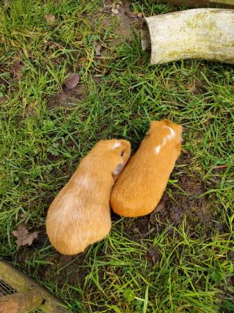 Image 5 of Guinea pigs for sale- Mum & daughter