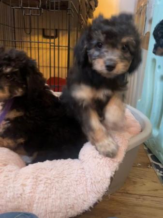 Image 7 of Male female phantom brown/white black/tan toy poodle puppies