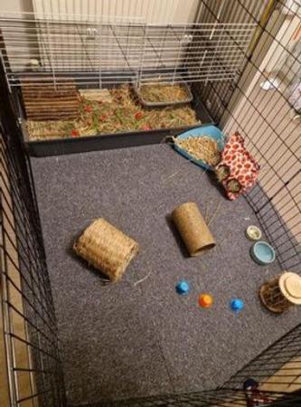 Image 2 of Home based boarding for rabbits and guinea pigs