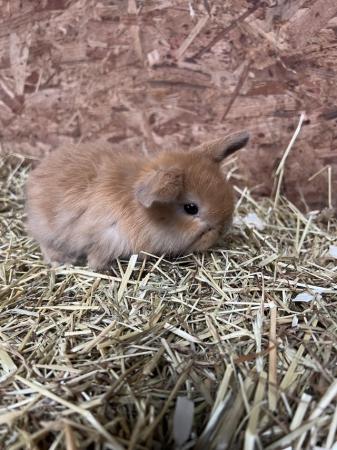 Image 2 of **Mini lop baby rabbits**