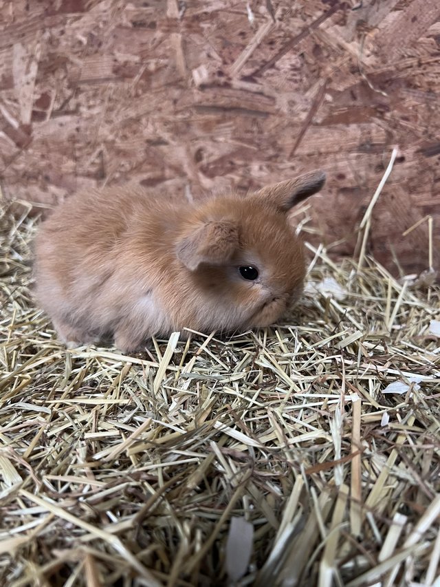 Preview of the first image of **Mini lop baby rabbits**.