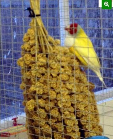 Image 5 of 15kg Millet Sprays for sale great for Finches Budgies Canary
