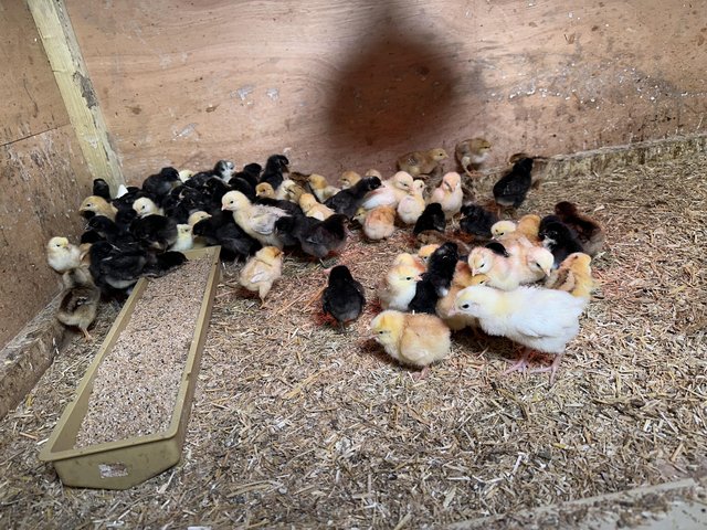 Preview of the first image of Day old to off heat chicks. Chickens, hens.