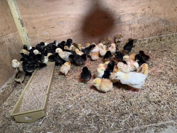 Image 1 of Day old to off heat chicks. Chickens, hens
