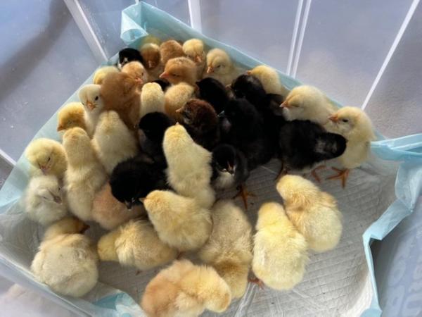 Image 2 of 6 mixed breed chicken hatching eggs