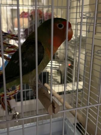 Image 5 of Male lovebird one year old