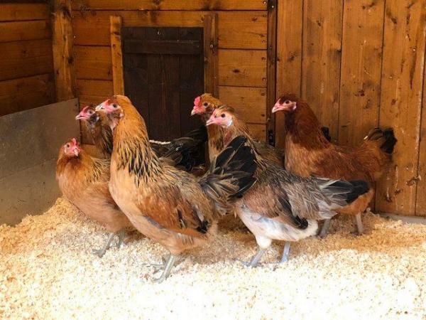 *POULTRY FOR SALE,EGGS,CHICKS,GROWERS,POL PULLETS* For Sale in Bacup ...