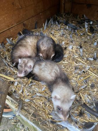 Image 3 of Baby ferrets 1 jill1 hob
