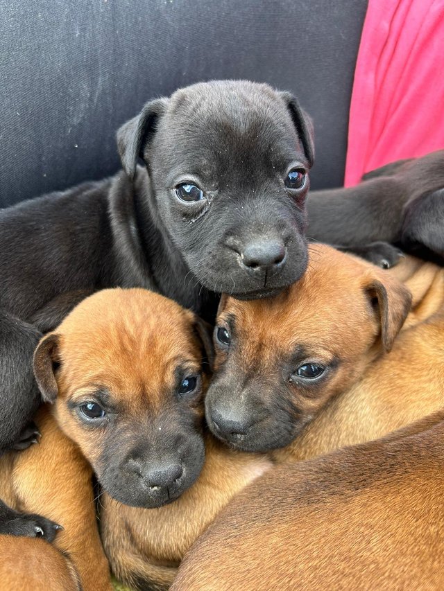 Preview of the first image of Patterdale cross puppies.