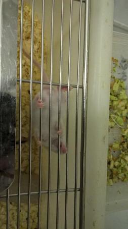 Image 2 of 6 week old mice for sale! Male and Females