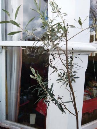 Image 2 of OLIVE TREE With Olives, Trained as a Standard in Pot