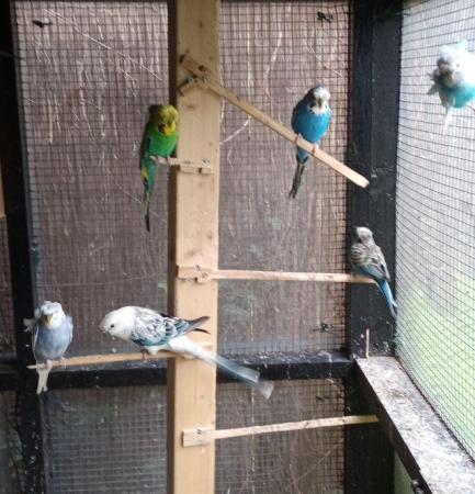 Image 1 of For sale lovely helicopter budgies