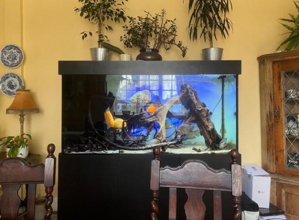 Image 1 of 5ft Aquarium - tall and with sump - with cichlids