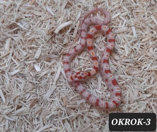 Image 2 of Reverse Okeetee het Charcoal Corn Snakes