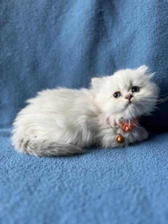 Image 1 of Stunning British Longhair kittens