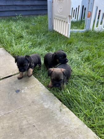 Image 4 of Ready to go to there new homes KC Border Terrier Pups