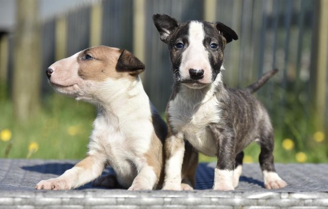 Image 6 of Top class english bull terrier puppies