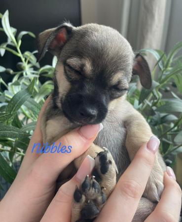 Image 4 of Chihuahua Puppies for Sale
