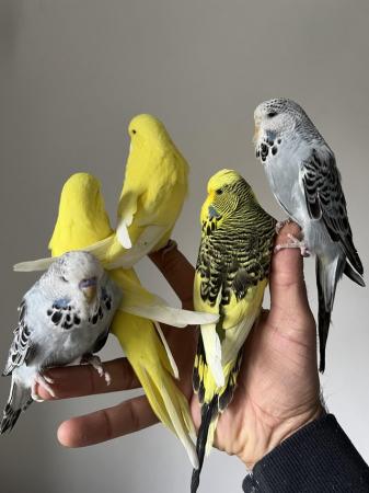 Image 1 of Hand Tame Baby Budgie Parakeets