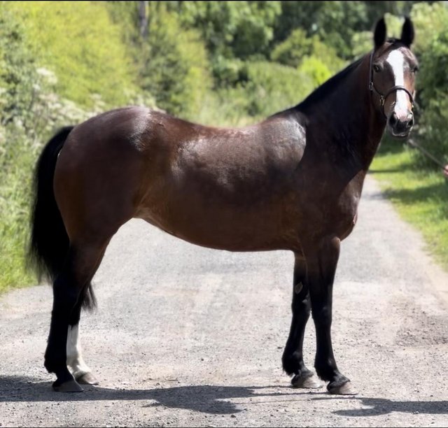 Preview of the first image of 15hh 7 year old mare unbroken.