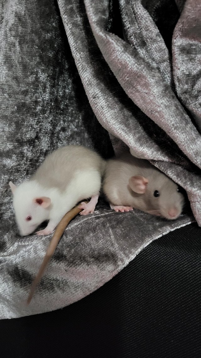 Preview of the first image of Two 6 month old girl rats.