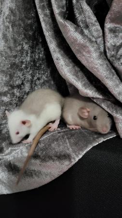 Image 1 of Two 6 month old girl rats