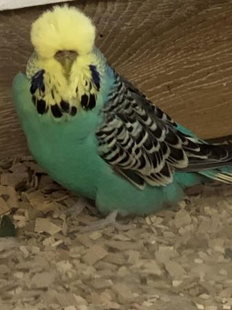 Image 1 of Budgies of all ages for sale.