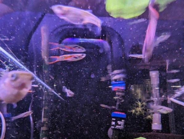 Image 1 of Endler Guppies, male or female available. 10 for £10