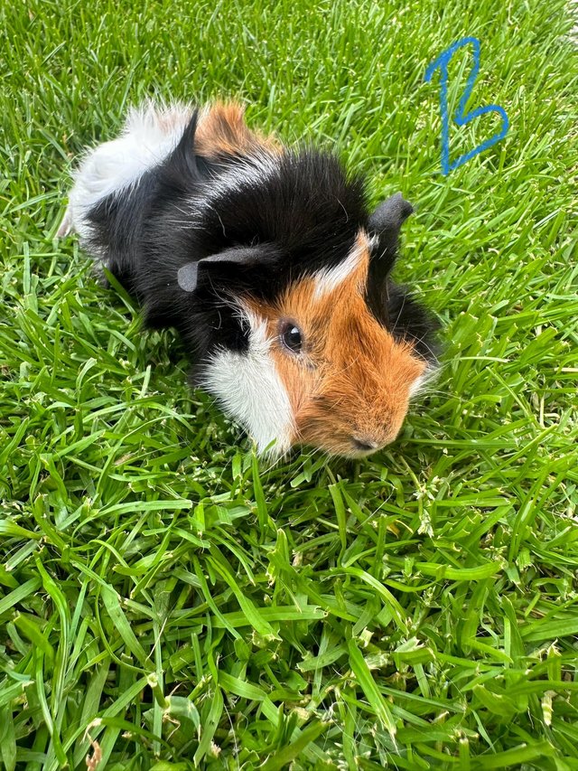 Preview of the first image of Male and Female Guinea pigs.