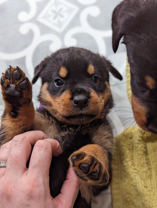 Preview of the first image of Chunky Rottweiler puppies ready now!.