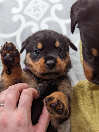 Image 1 of Chunky Rottweiler puppies ready now!