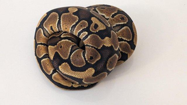 Image 5 of 2023 Male Special Ball Python