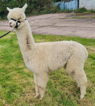 Image 2 of Alpacas - weanling boys available