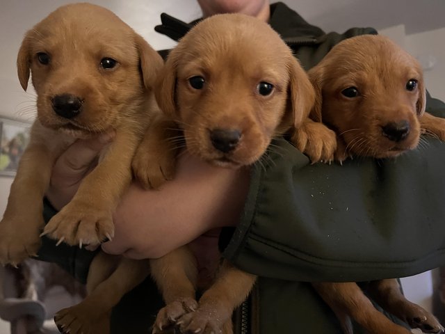 Preview of the first image of 3 weeks old Labrador puppies..