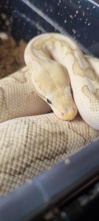 Image 3 of Royal pythons for sale x3