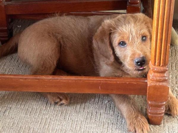 Image 12 of F1 miniature labradoodle puppies
